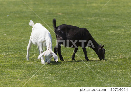 White and black kid goats 30714024
