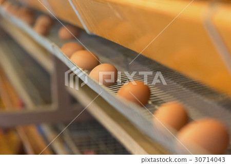 Poultry egg 30714043