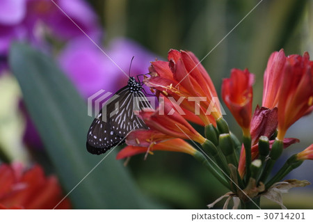 Japan's largest butterfly sweet god 30714201