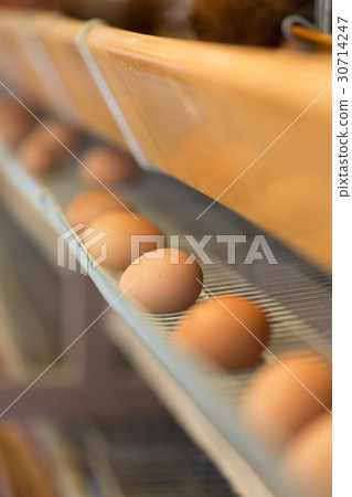 Poultry egg 30714247
