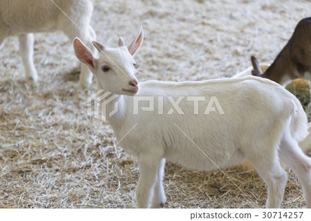 White baby goat 30714257
