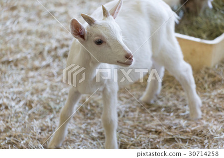 White baby goat 30714258