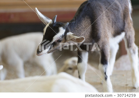 Young Tokarayagi 30714259