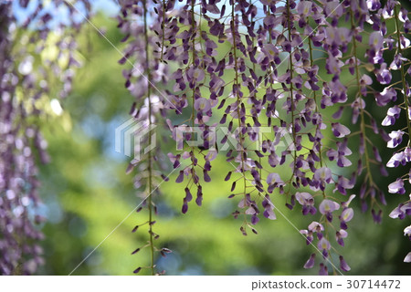 Fuyu的花Uoumu Sumiyoshi神社 Fuyu的花Uoumu Sumiyoshi神社 30714472