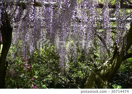 Fuyu的花Uoumu Sumiyoshi神社 Fuyu的花Uoumu Sumiyoshi神社 30714474