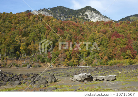 Autumn in Conguillio National Park, Chile 30715507