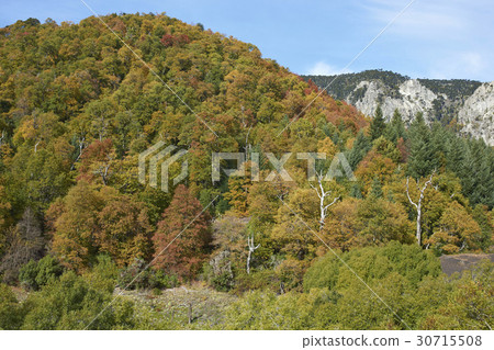 Autumn in Conguillio National Park, Chile 30715508