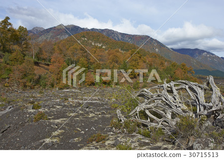 Autumn in Conguillio National Park, Chile 30715513