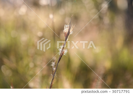  Meriken Karukaya 30717791