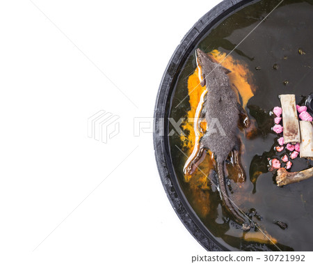 Top view a rat in glue trap isolated on white Top view a rat in glue trap isolated on white 30721992