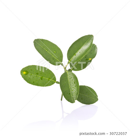 Green leaf of lemon tree on small branch. Studio shot isolated on white Green leaf of lemon tree on small branch. Studio shot isolated on white 30722037