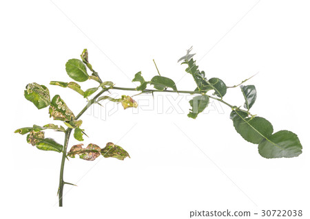 Green leaf of kaffir lime leaves showing canker problem. Studio shot isolated on white Green leaf of kaffir lime leaves showing canker problem. Studio shot isolated on white 30722038