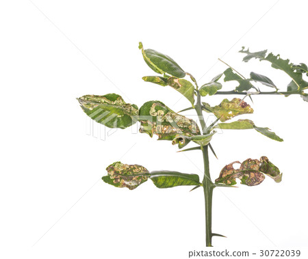 Green leaf of kaffir lime leaves showing canker problem. Studio shot isolated on white Green leaf of kaffir lime leaves showing canker problem. Studio shot isolated on white 30722039