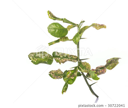 Green leaf of kaffir lime leaves showing canker problem. Studio shot isolated on white Green leaf of kaffir lime leaves showing canker problem. Studio shot isolated on white 30722041