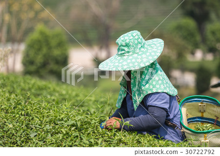 Woman worker picking tea leaves at a tea plantation in Thailand 30722792