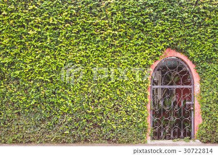 Abstract green wall of ivy or wall plant and metal door 30722814