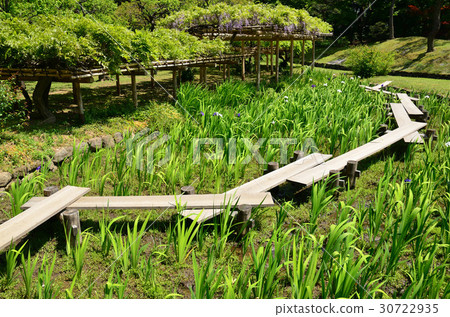 Yatabashi, Okinawa and Wisteria trellis (Koishikawa Korakuen) 30722935