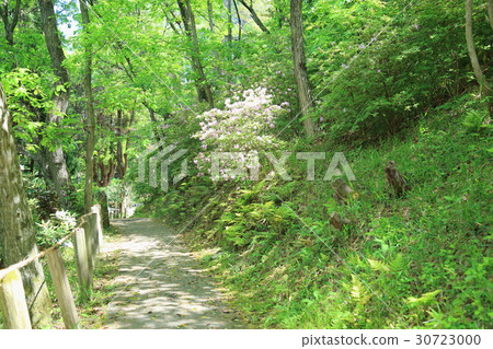 Fresh green forest 30723000