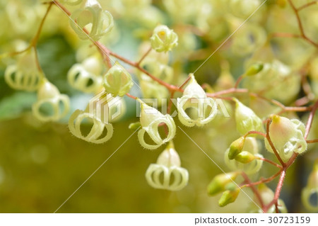 Ping-pong tree Ping-pong tree 30723159