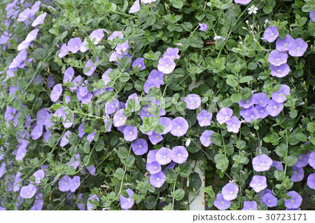 Combolus Blue Compactor Combolus Blue Compactor 30723171