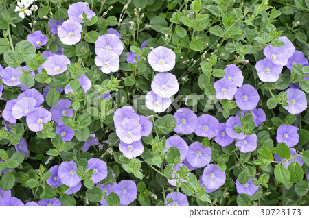 Combolus Blue Compactor Combolus Blue Compactor 30723173