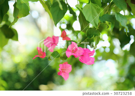 九重葛花 30723258