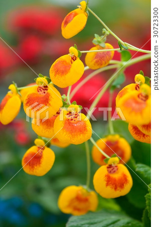 Calceulararia（木瓜） 30723300