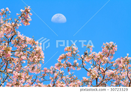 Pink trumpet tree with blooming flowers 30723329