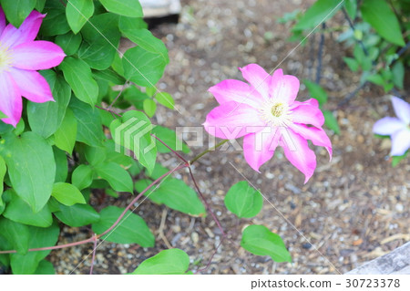 鐵線蓮花 鐵線蓮花 30723378