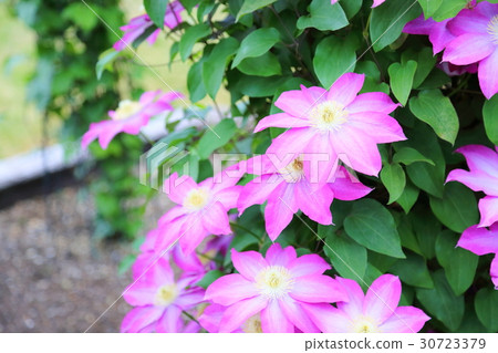 Clematis flower Clematis flower 30723379