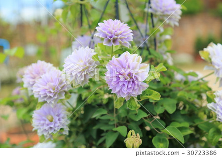 鐵線蓮花 30723386