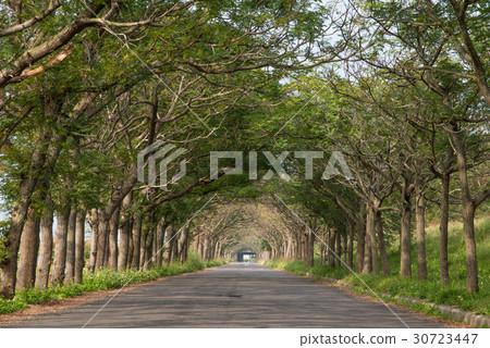 苦楝花步道 苦楝花步道 30723447