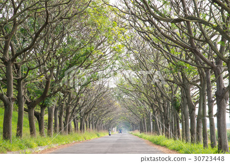 苦楝花步道 苦楝花步道 30723448