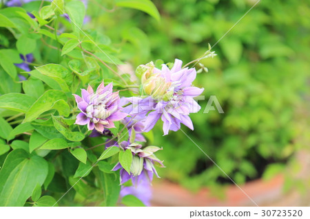 鐵線蓮花 30723520