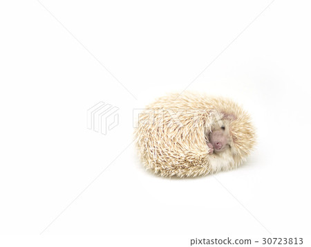 hedgehog sleeping on a white background 30723813