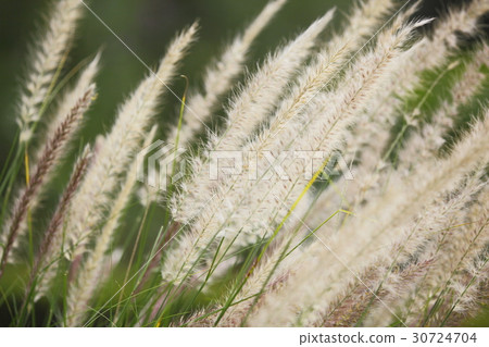 Benisedamu Benisedamu 30724704
