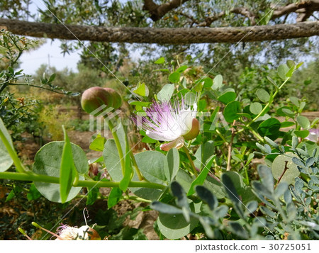 Capper's flower part 2 Capper's flower part 2 30725051