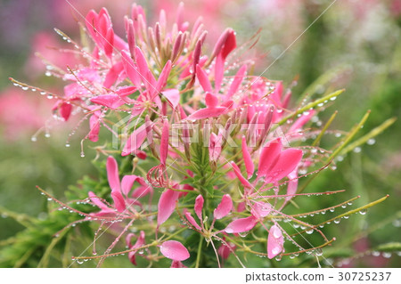 奶油之花 30725237