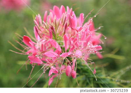 Flower of Creme 30725239