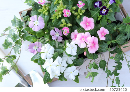 Spring to summer flower seedlings 30725420