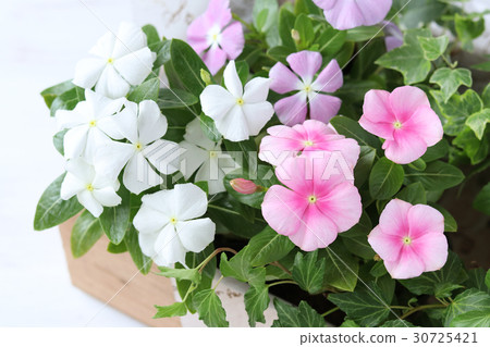 Spring to summer flower seedlings 30725421