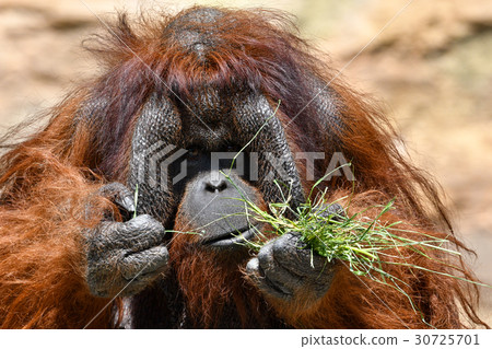 [Animal] Bornean orangutan (6) 30725701