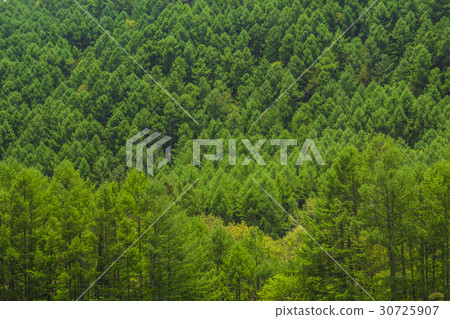 Shinshu-Nagano-cho,長野町,初夏,Miyako在信州的新鮮綠色 Shinshu-Nagano-cho,長野町,初夏,Miyako在信州的新鮮綠色 30725907