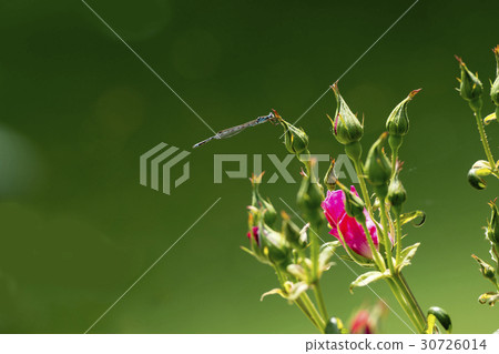 Rose flowers and dragonfly Rose flowers and dragonfly 30726014