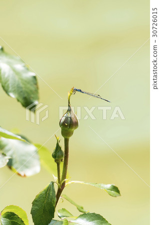 Rose flowers and dragonfly 30726015