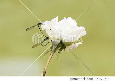 Rose and dragonfly 30726088