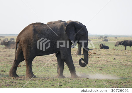 非洲大象 非洲大象 30726091