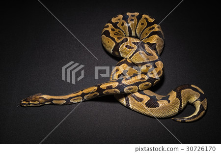 Image of brown royal python 30726170
