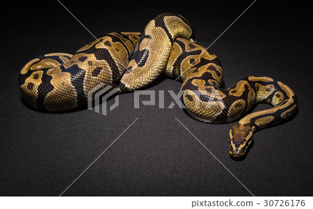 Photo of brown pet snake 30726176