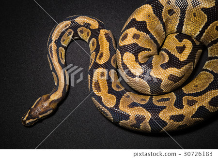 Photo of royal python 30726183